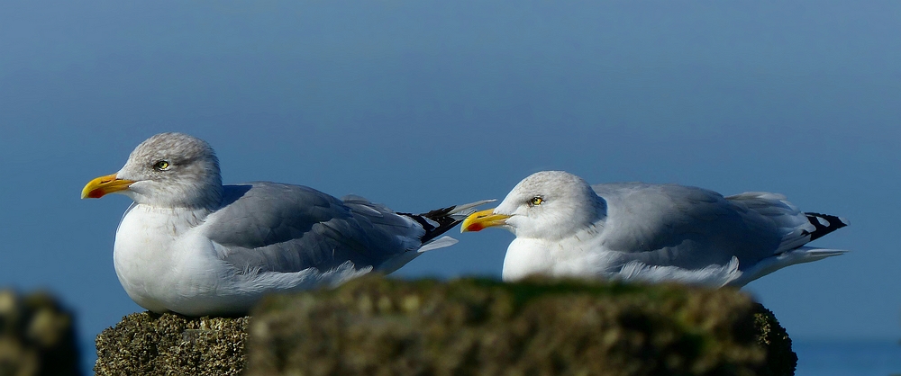 European Herring Gull