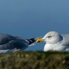 European Herring Gull