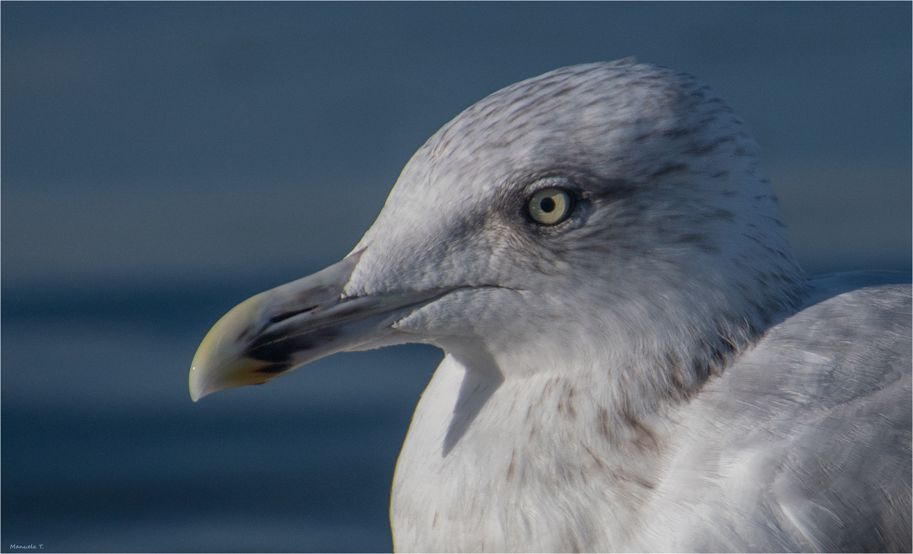 European herring gull