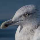 European herring gull