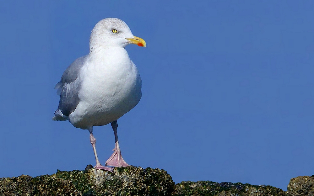 European herring gull