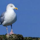 European herring gull