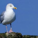 European herring gull