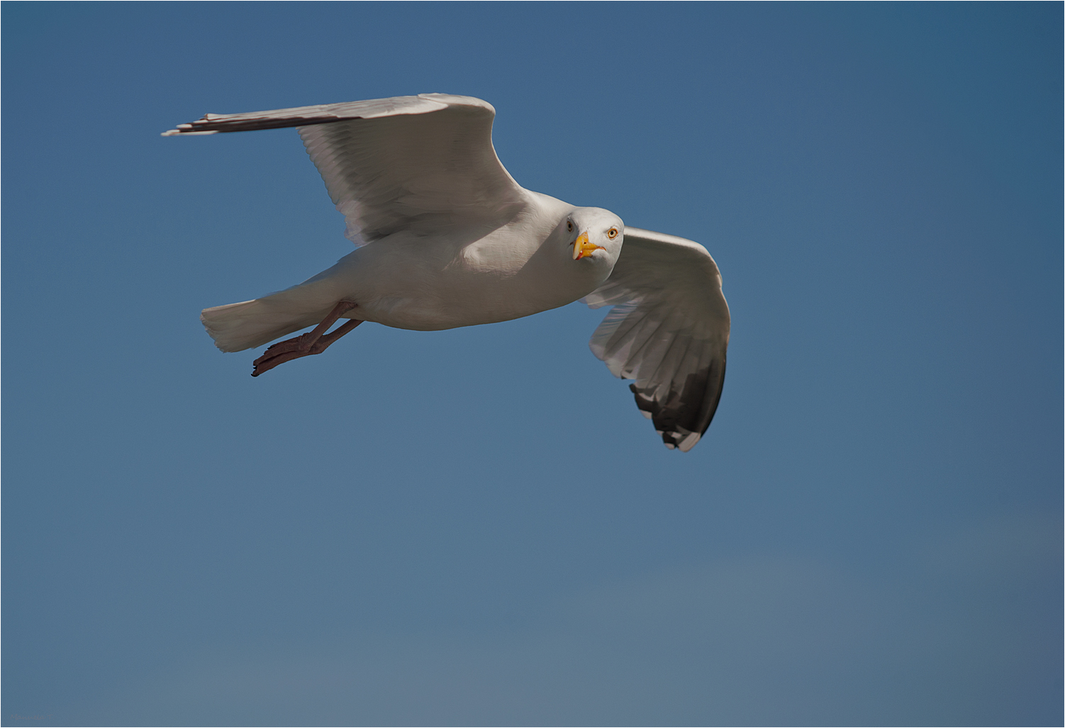 European herring gull