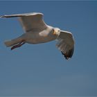 European herring gull