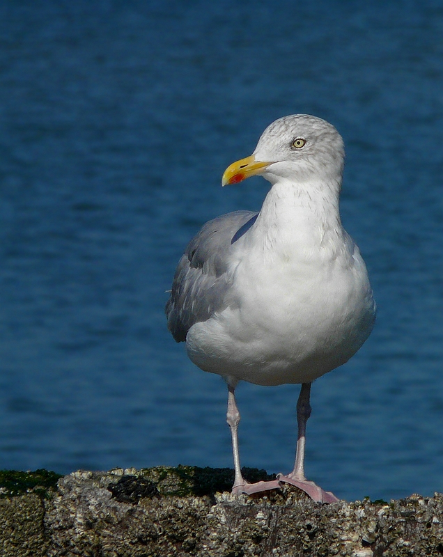 European herring gull