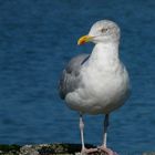 European herring gull