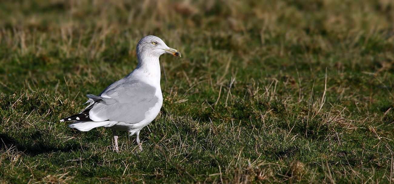 European Herring Gull (immature)