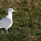 European Herring Gull (immature)