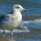 European Herring Gull (immature)