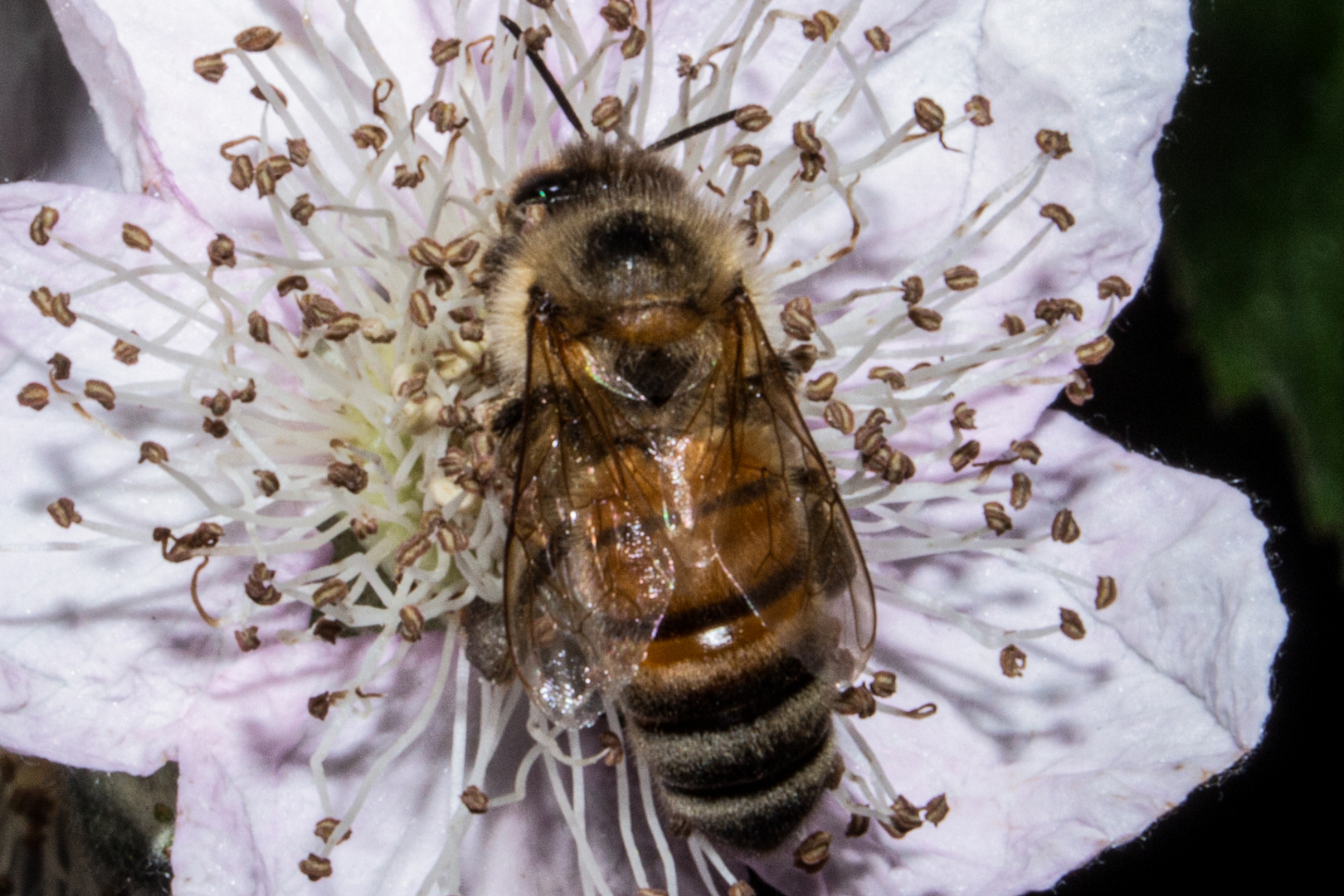 European Honey Bee