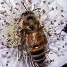 European Honey Bee