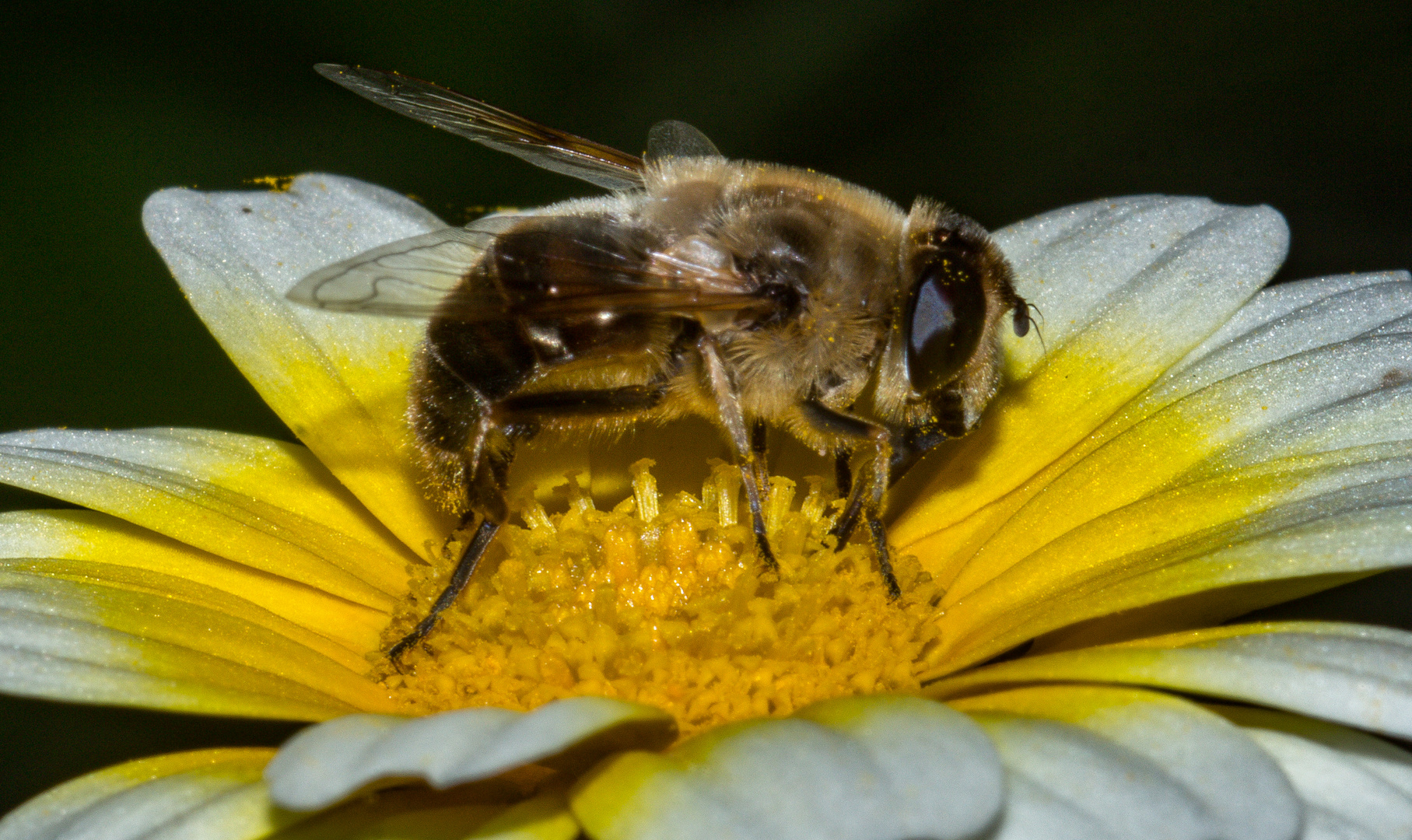 European Honey Bee