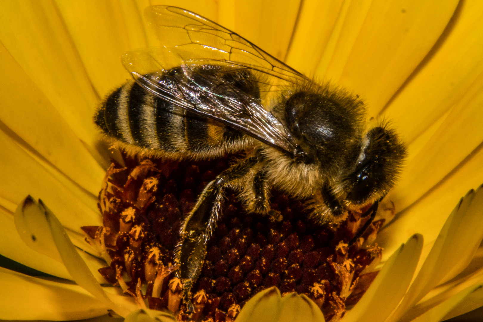 European Honey Bee