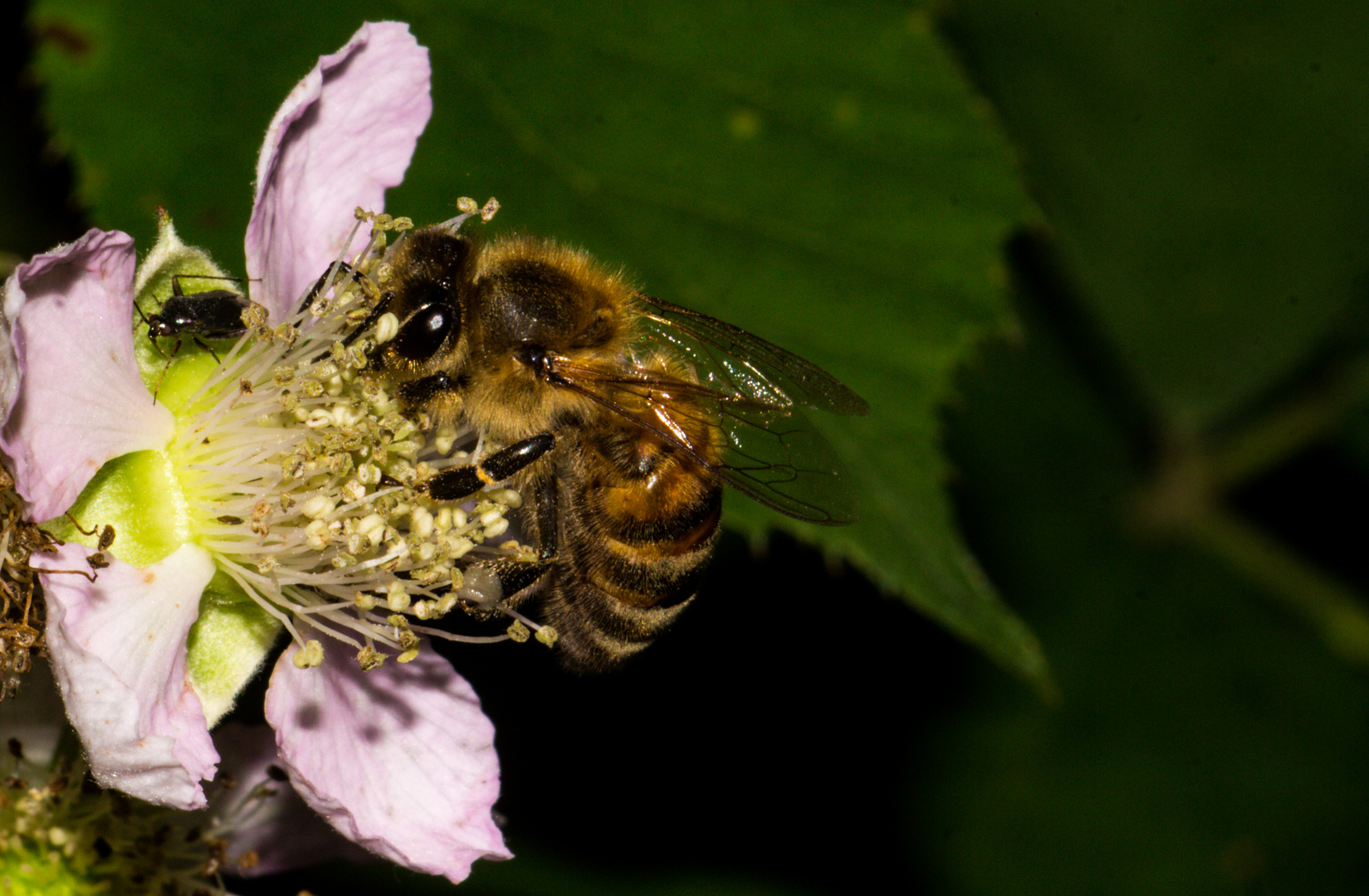 European Honey Bee