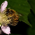 European Honey Bee