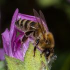 European Honey Bee