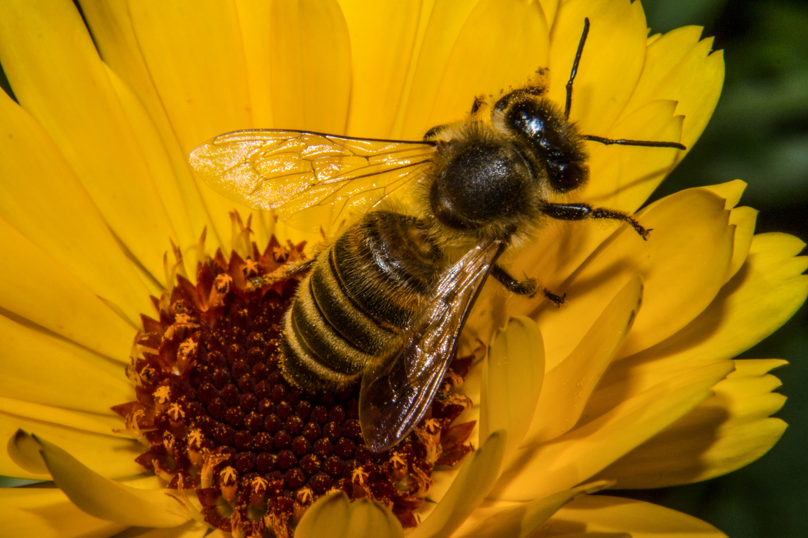 European Honey Bee, Apis mellifera