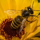 European Honey Bee, Apis mellifera