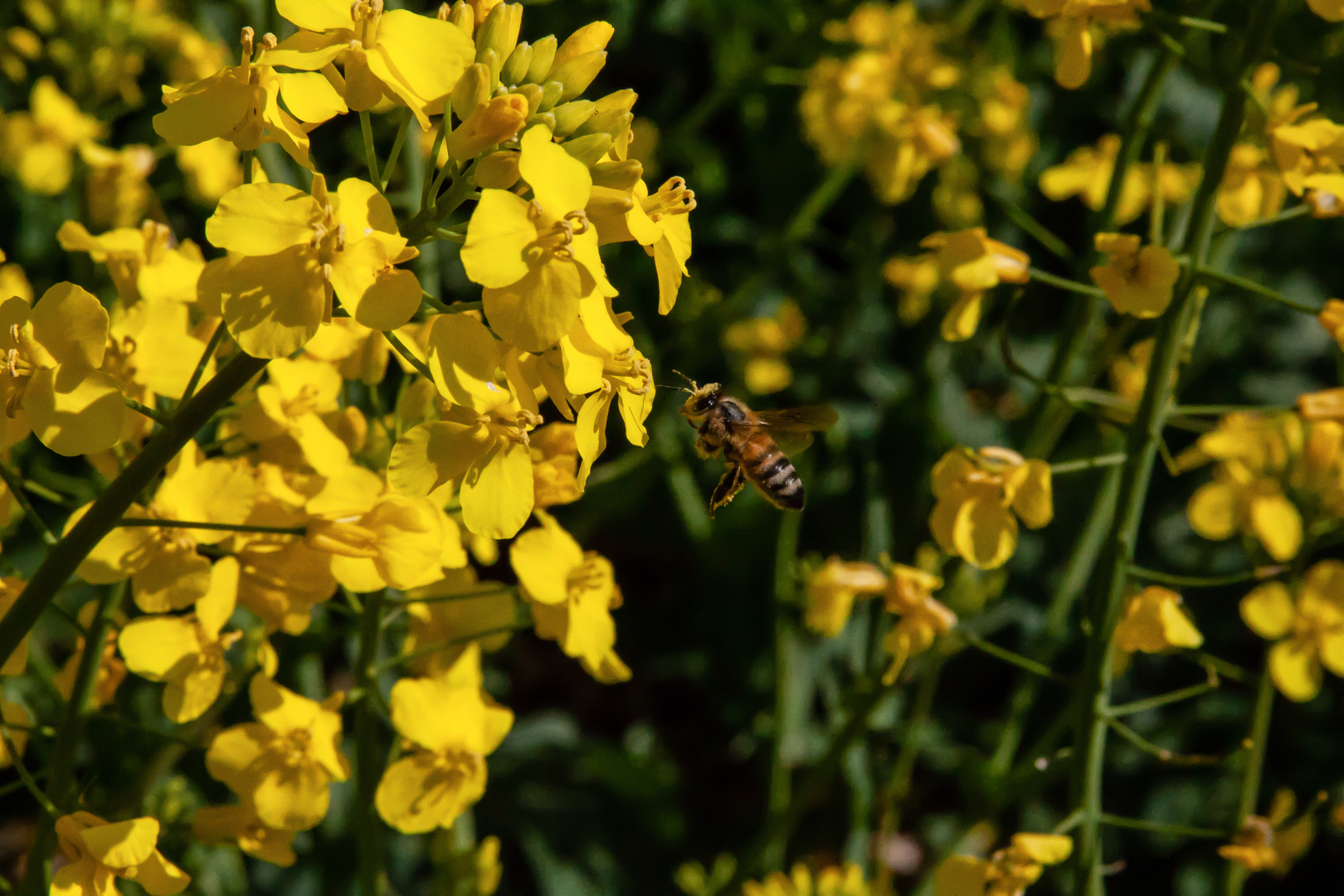 European Honey Bee In Rapeseed Field