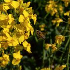 European Honey Bee In Rapeseed Field