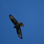 European Honey-Buzzard