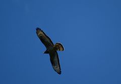 European Honey-Buzzard