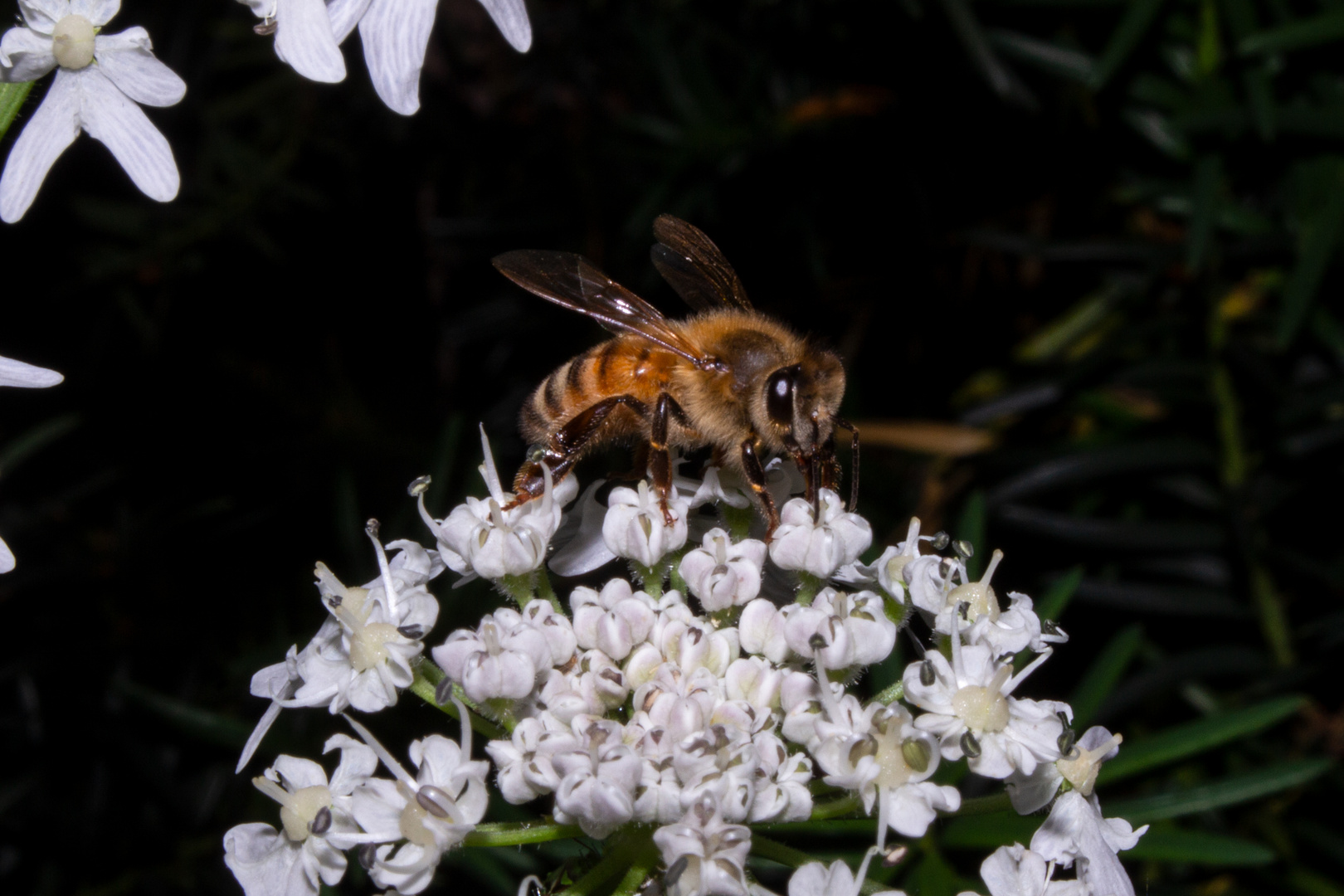 European Honeybee