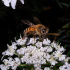 European Honeybee