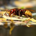 European Hornet 