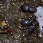 European Hornet ( Vespa crabro germana ) - Hornisse ( Vespa crabro )