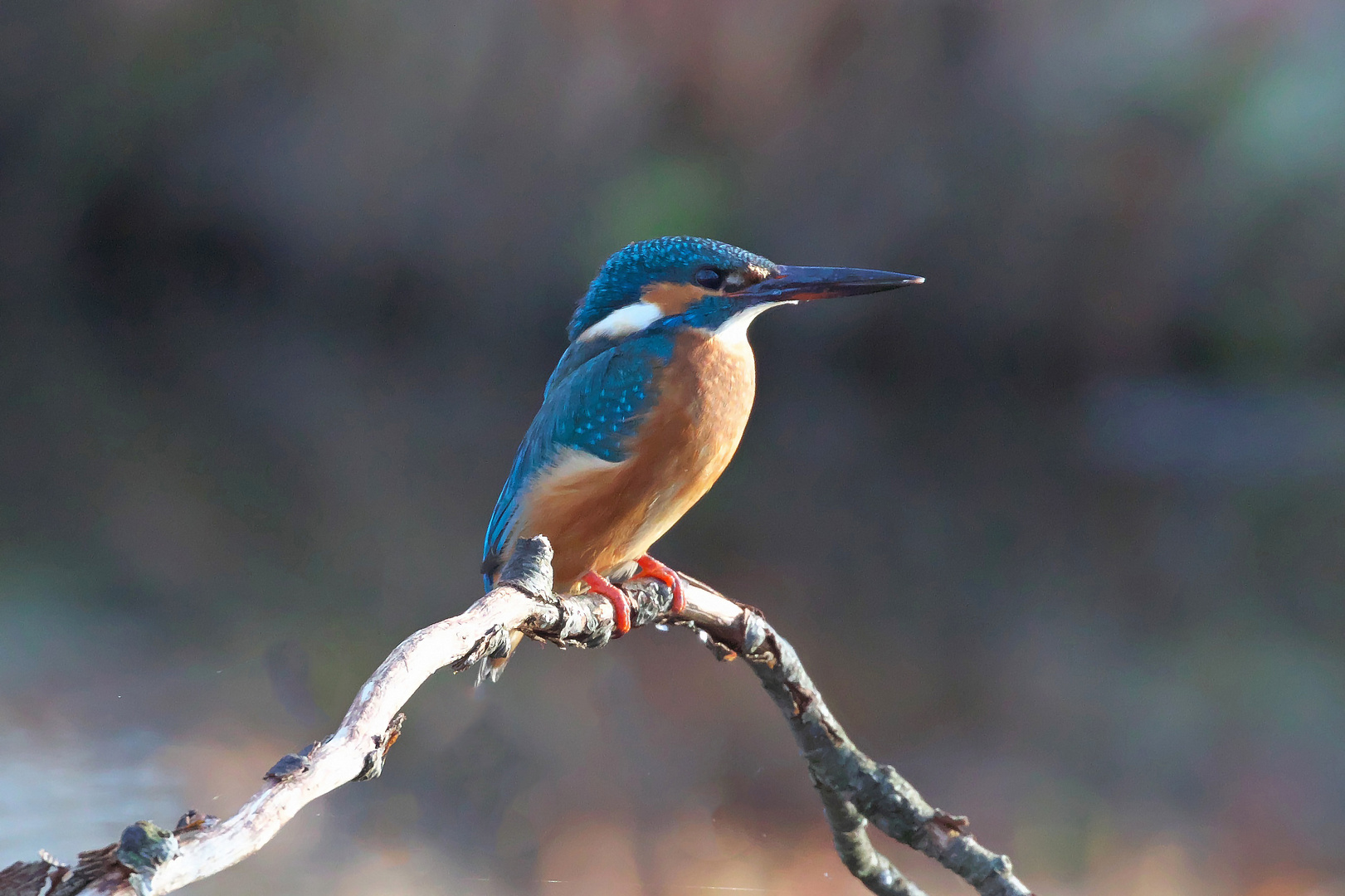 European Kingfisher