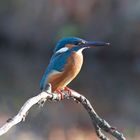 European Kingfisher