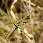 European mantis