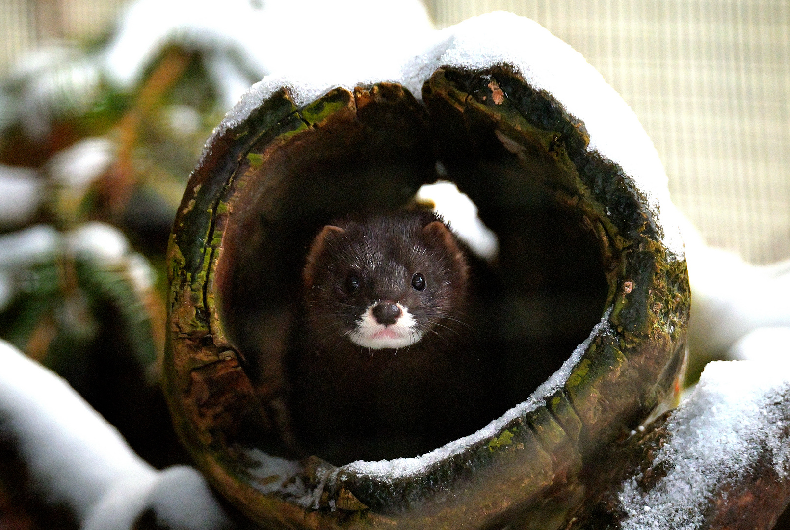 European mink