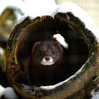 European mink