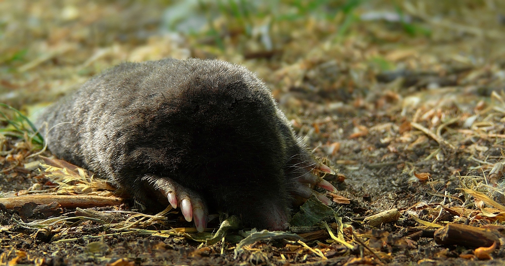 European Mole