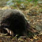 European Mole