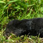 European Mole 