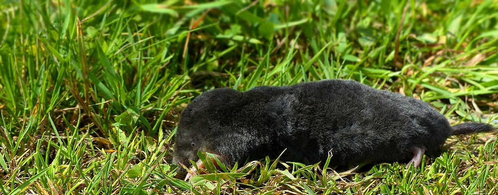 European Mole 