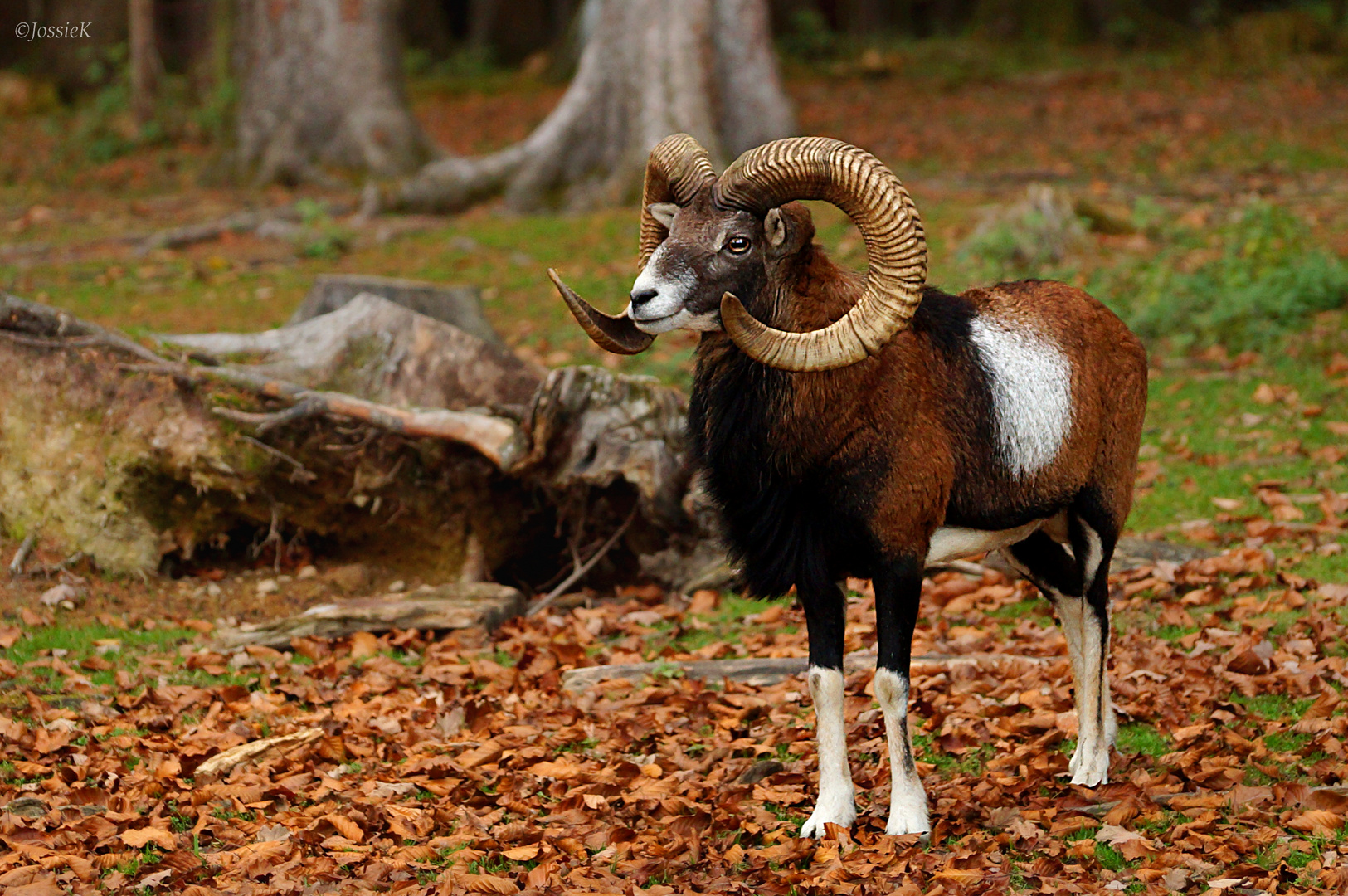 European Mouflon