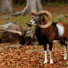 European Mouflon