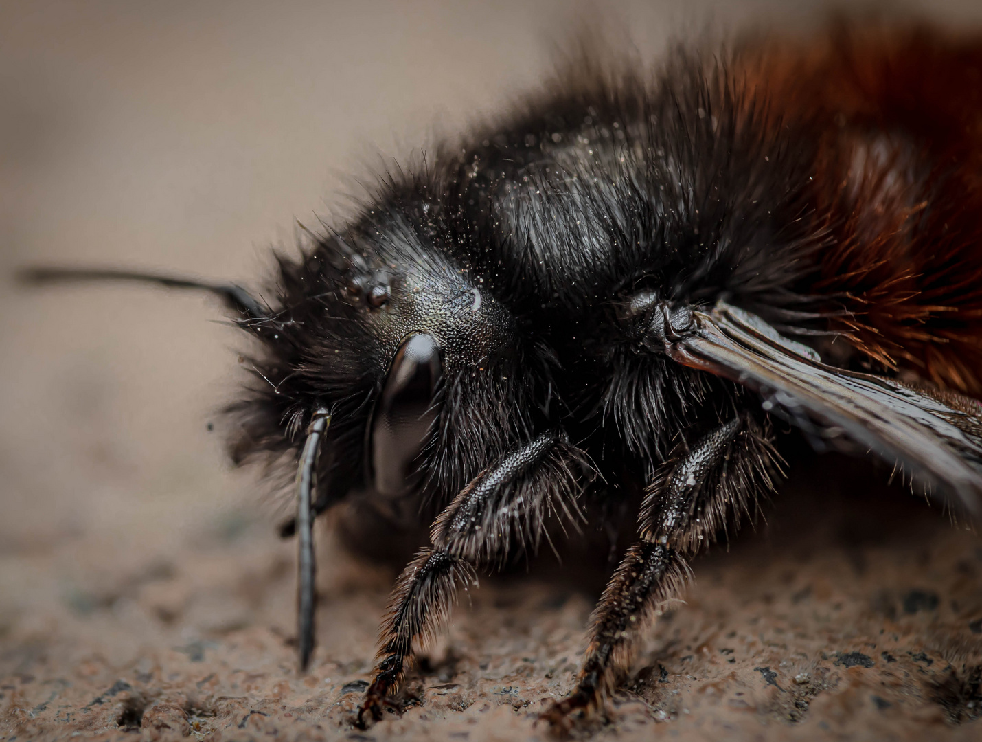 European orchard bee - Osmia cornuta - Gehörnte Mauerbiene