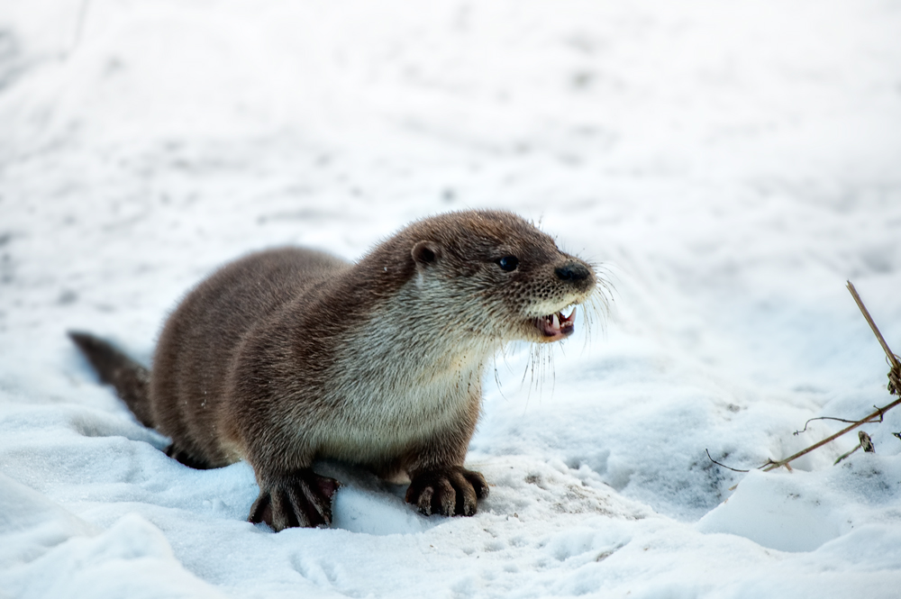 european otter