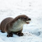 european otter