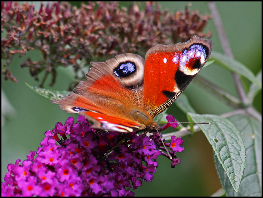 European Peacock