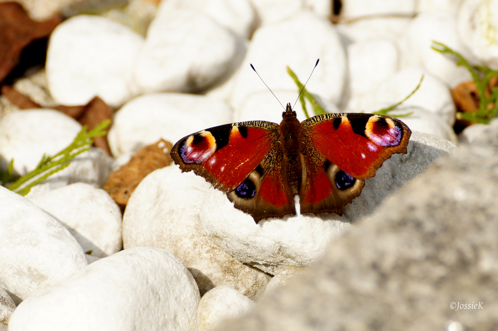 European Peacock