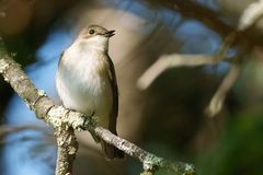 European Pied Flycatcher
