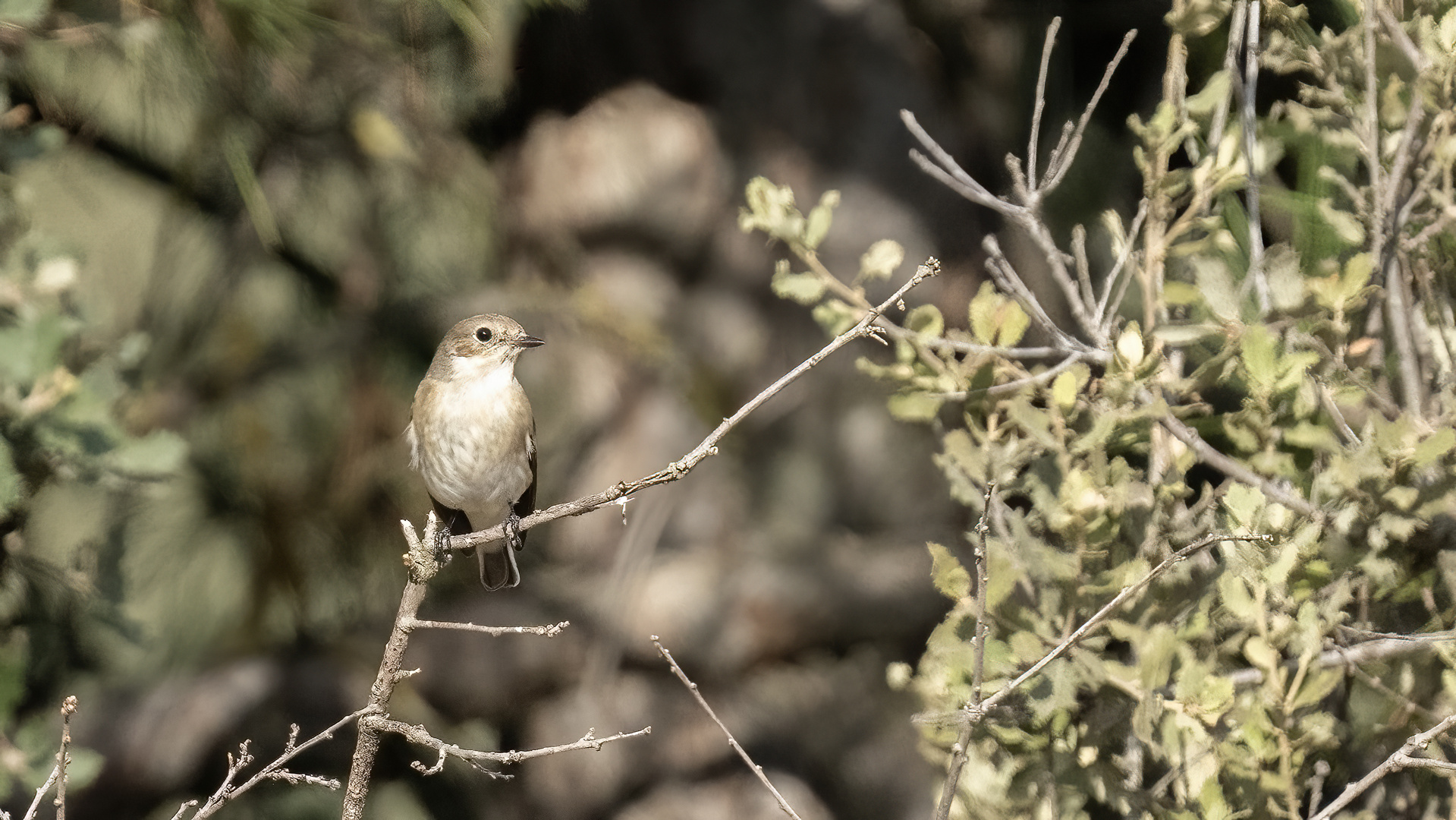 European pied flycatcher