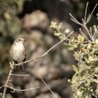 European pied flycatcher